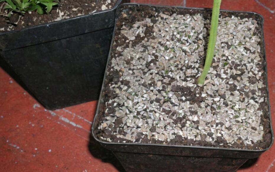 ¿Cómo eliminar moho en la tierra de las plantas?
