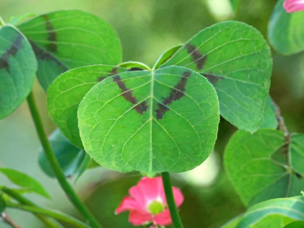 Oxalis tetraphylla: características y cuidados principales