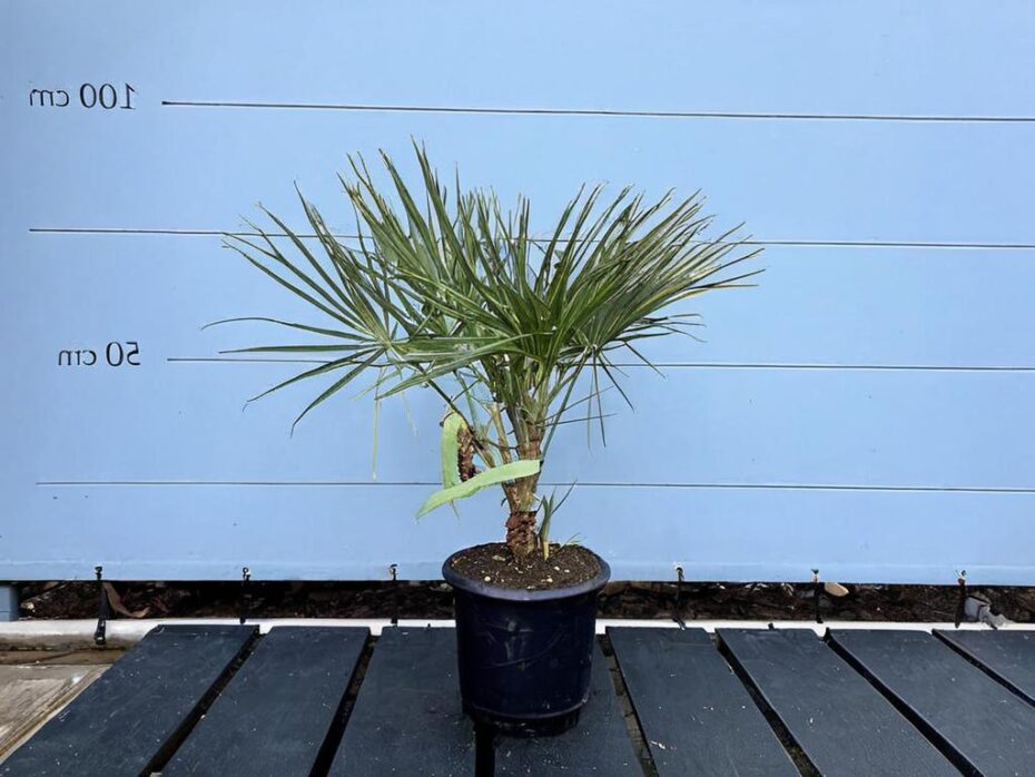 Descubre las 10 plantas que no necesitan agua y embellecen tu hogar