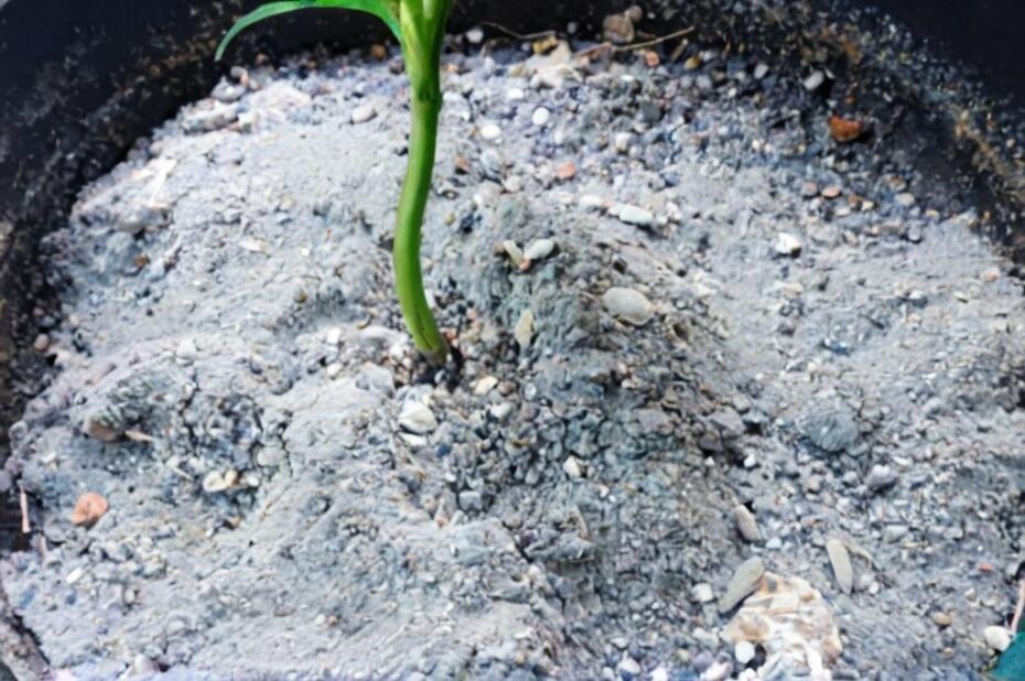 ¿Cómo eliminar moho en la tierra de las plantas?