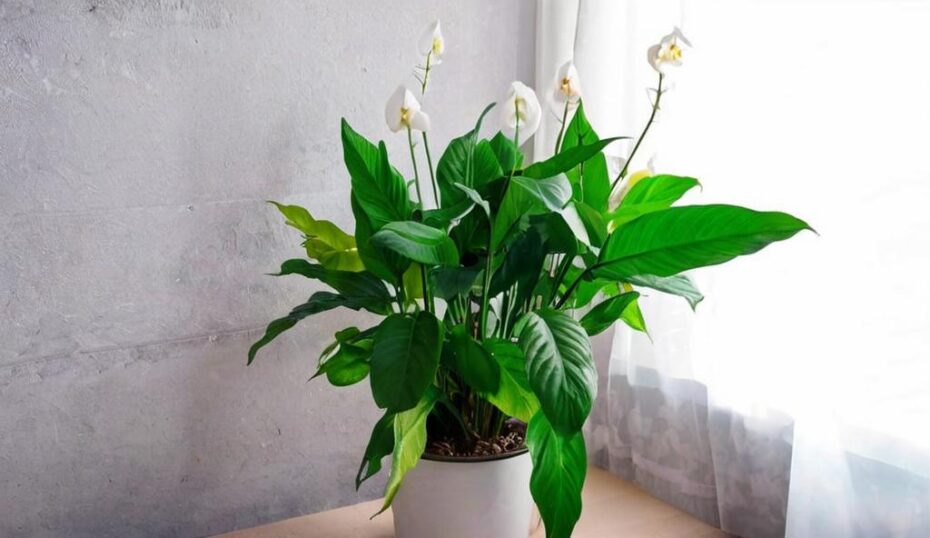Descubre las 10 plantas que no necesitan agua y embellecen tu hogar