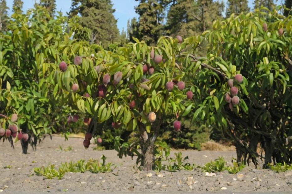 Las mejores zonas de España para cultivar árboles de mango