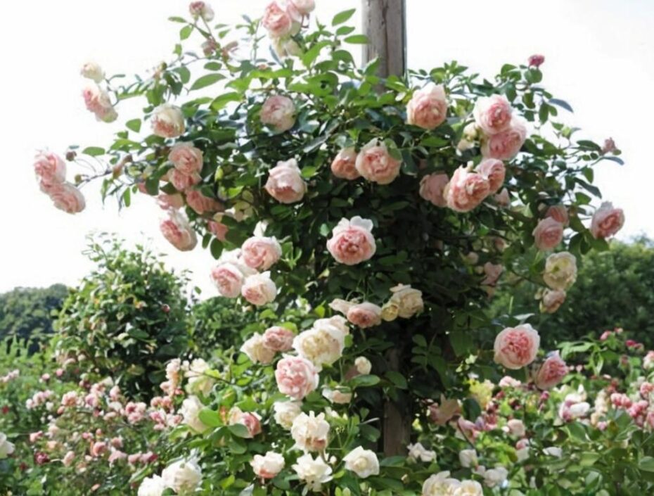 Rosa ‘Pierre de Ronsard’: características y cuidados principales