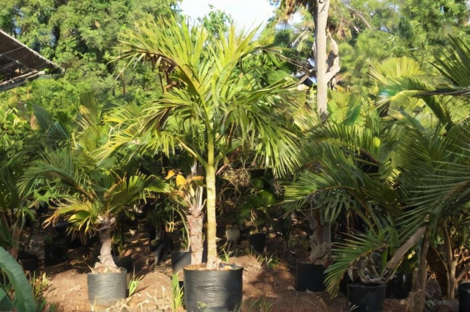 Wodyetia bifurcata: de las palmeras más bonitas