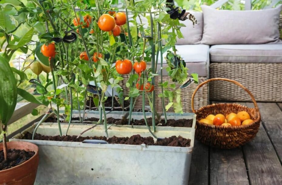 7 Superalimentos que puedes plantar en casa fácilmente