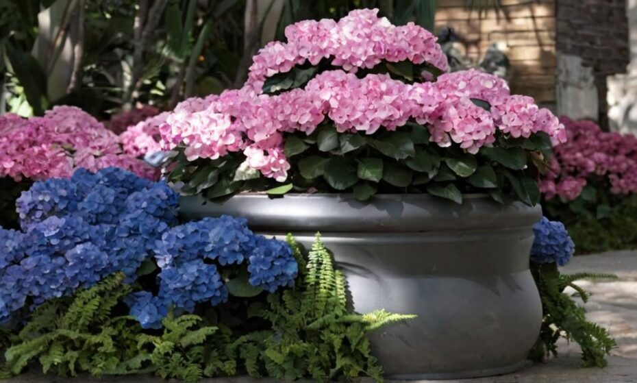 ¿Cuáles son los cuidados de la hortensia en maceta?