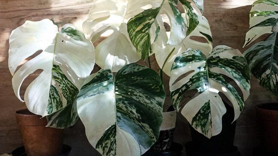 Consejos para tener una monstera perfecta