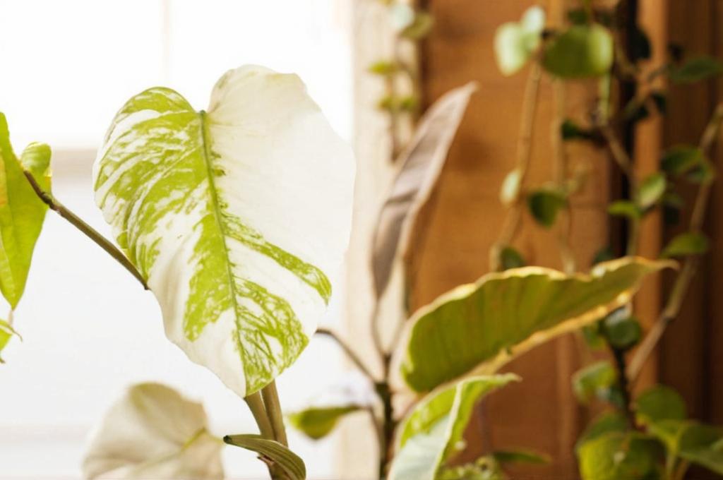 Monstera deliciosa variegata: características y cuidados