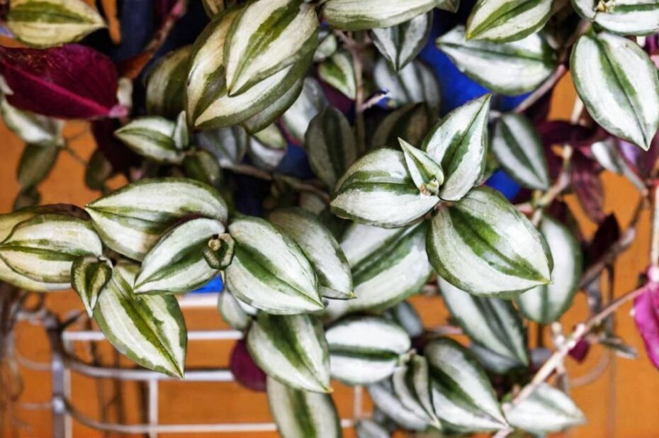 ¿Qué beneficios tiene la tradescantia?