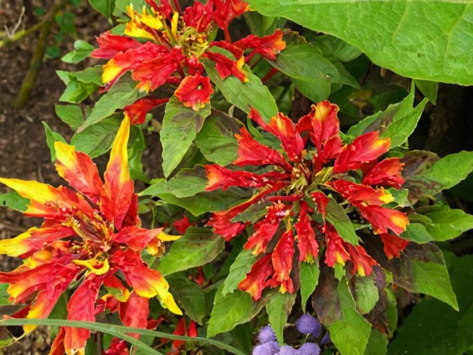Amaranthus tricolor: características y cuidados más importantes
