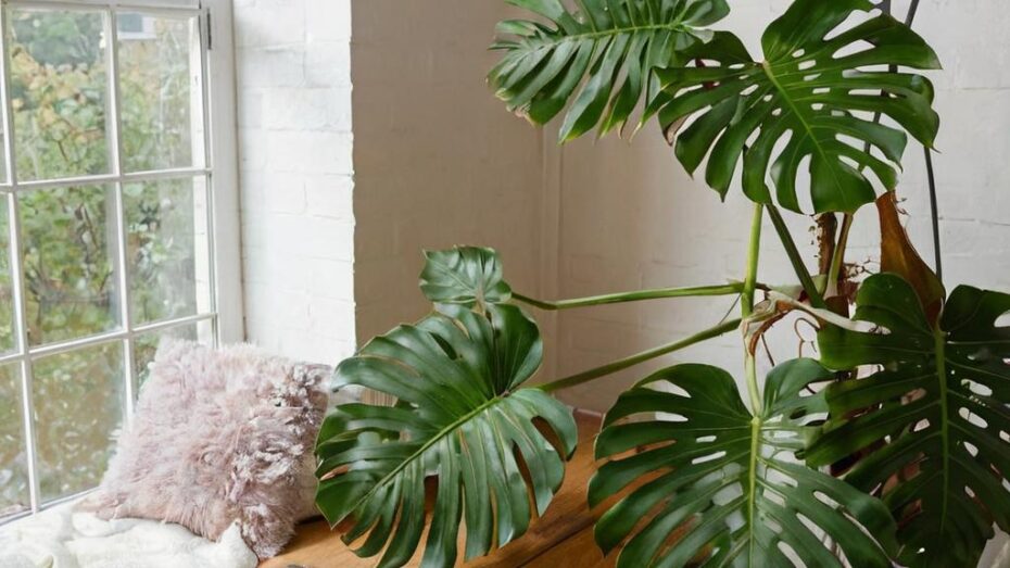 Consejos para tener una monstera perfecta
