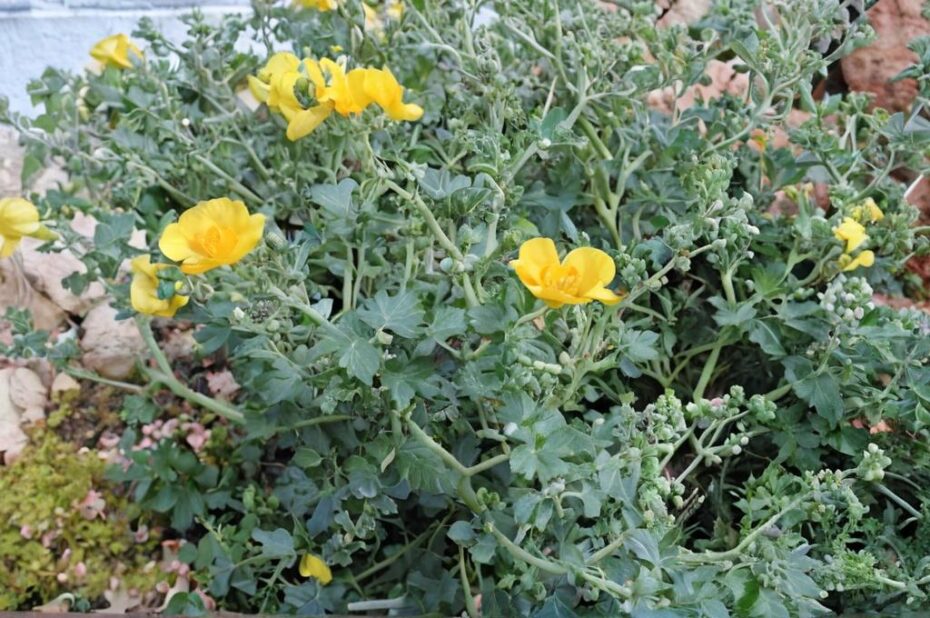 Flores amarillas silvestres