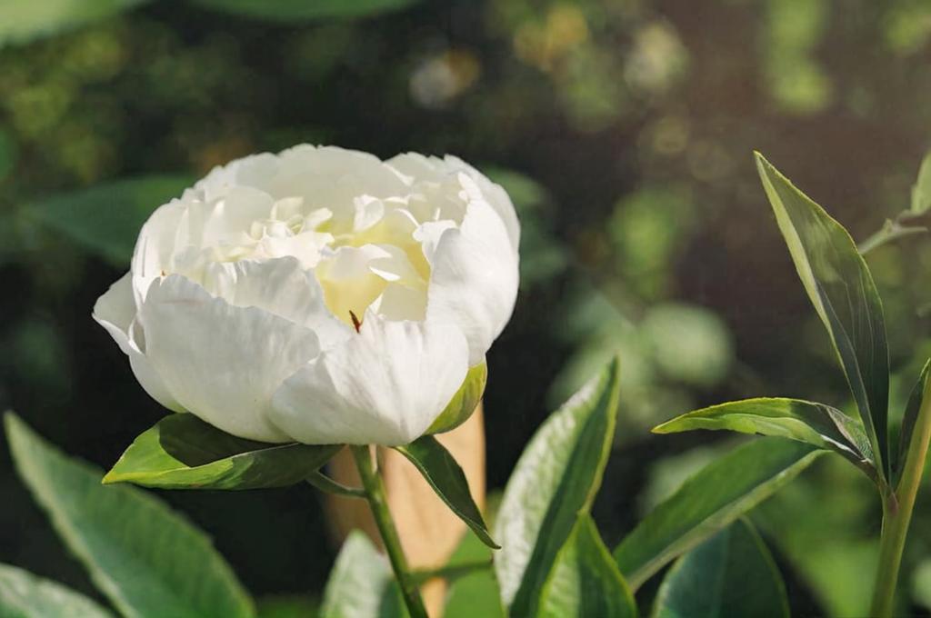 Peonias blancas: características y significado