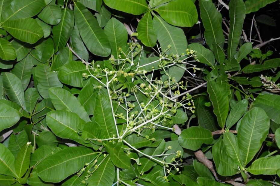 Todo sobre el Anacardium excelsum