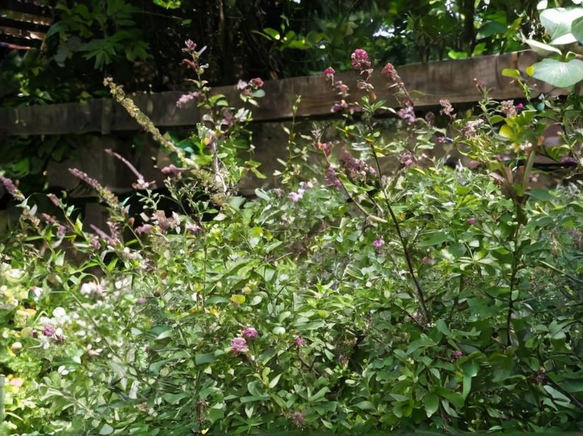 Madreselva de hoja (Lonicera nitida)