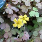 Oxalis spiralis: características y los mejores cuidados para ella Oxalis spiralis: características y los mejores cuidados para ella