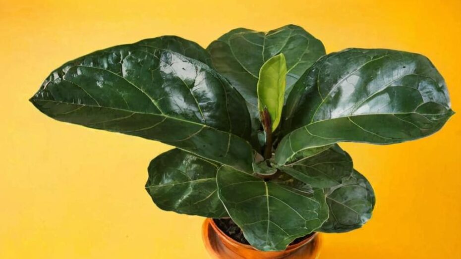¿Cómo es el Ficus lyrata bambino?