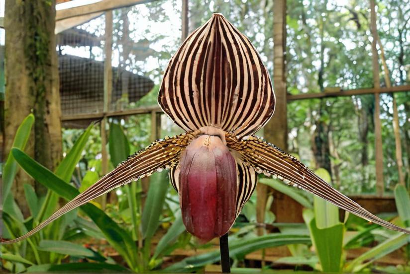 Las plantas más caras del mundo