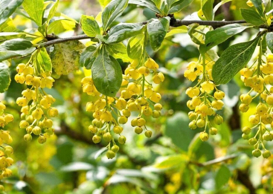 Plantas y árboles vinculados al cristianismo