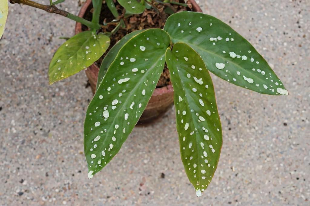 Cómo reproducir una begonia maculata