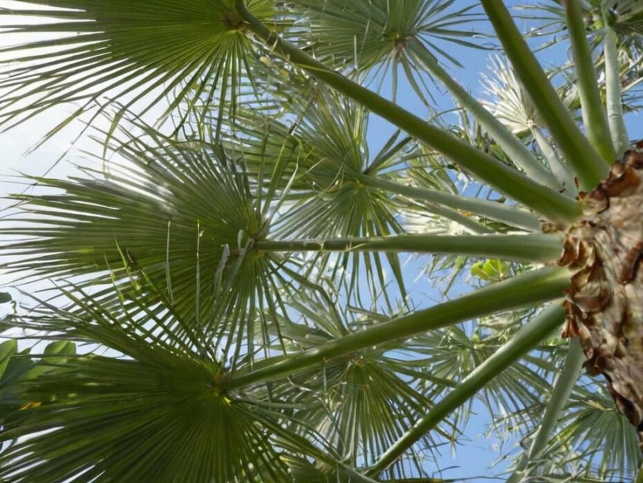 ¿Las palmeras son de sol o sombra?
