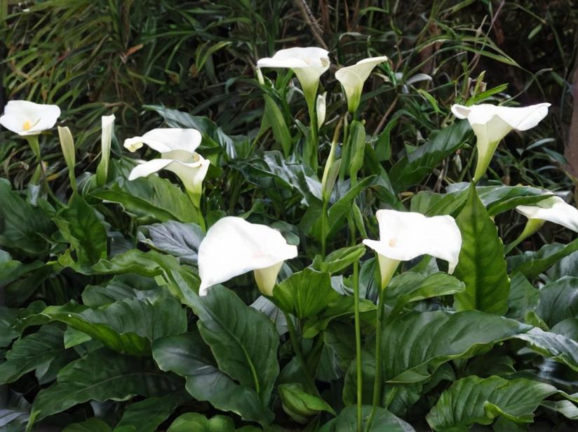 8 bulbosas que necesitan poca luz