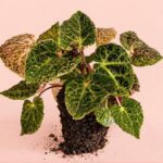 Cuidados de la Begonia ferox Cuidados de la Begonia ferox
