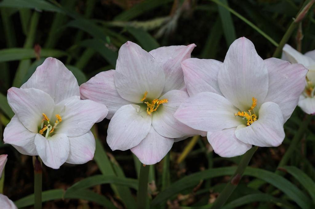 Habranthus robustus o lirio de lluvia: claves para que esté sano y bonito