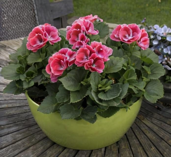 Plantas para atraer el amor