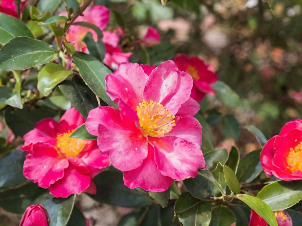 ¿Cuándo florecen las camelias?