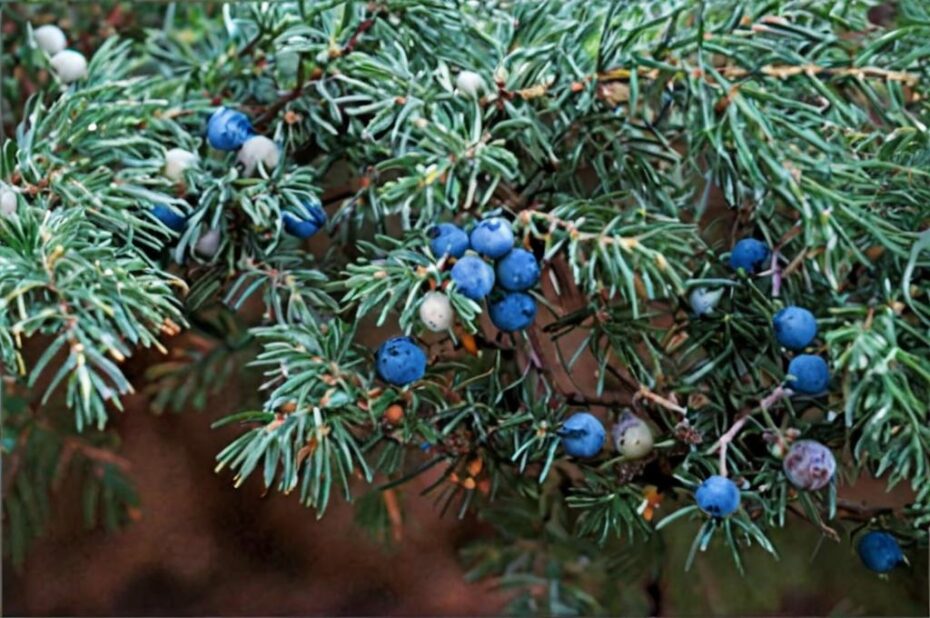 Plantas y árboles vinculados al cristianismo