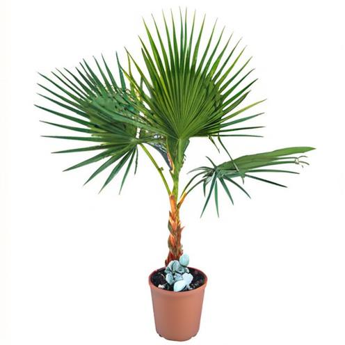 Palmeras naturales de exterior: cómo hacerte con las mejores
