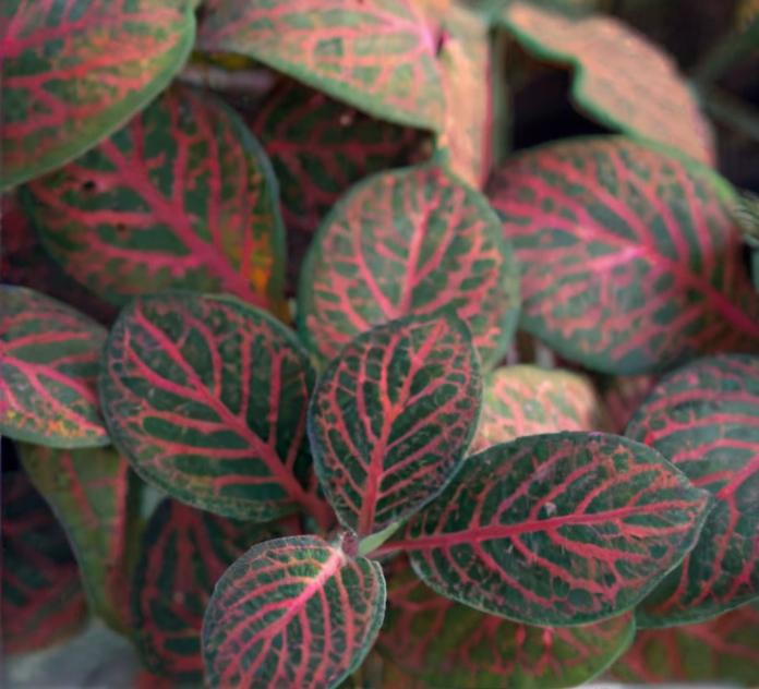 8 plantas con hojas rosadas que debes conocer