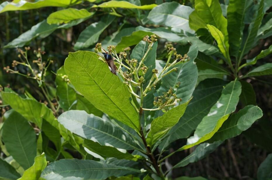Todo sobre el Anacardium excelsum