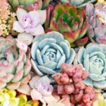 7 plantas con formas originales que probablemente no conozcas 7 plantas con formas originales que probablemente no conozcas