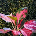 Todo sobre la Aglaonema Vermelha Todo sobre la Aglaonema Vermelha