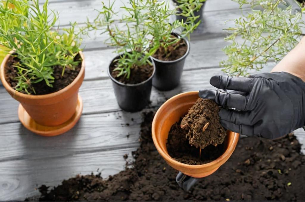 ¿Cómo eliminar moho en la tierra de las plantas?