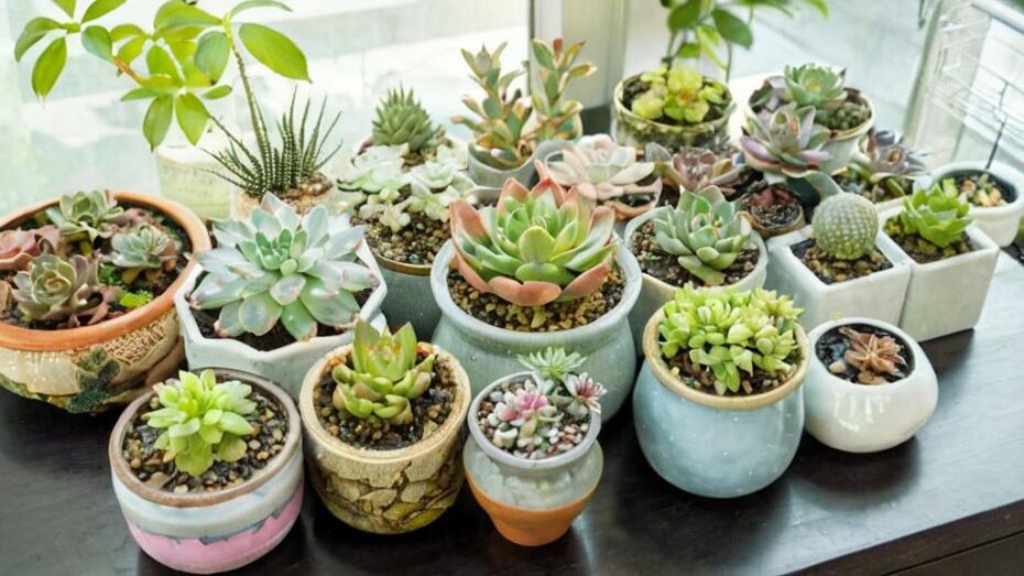Los 5 errores más comunes al cultivar suculentas y cómo evitarlos