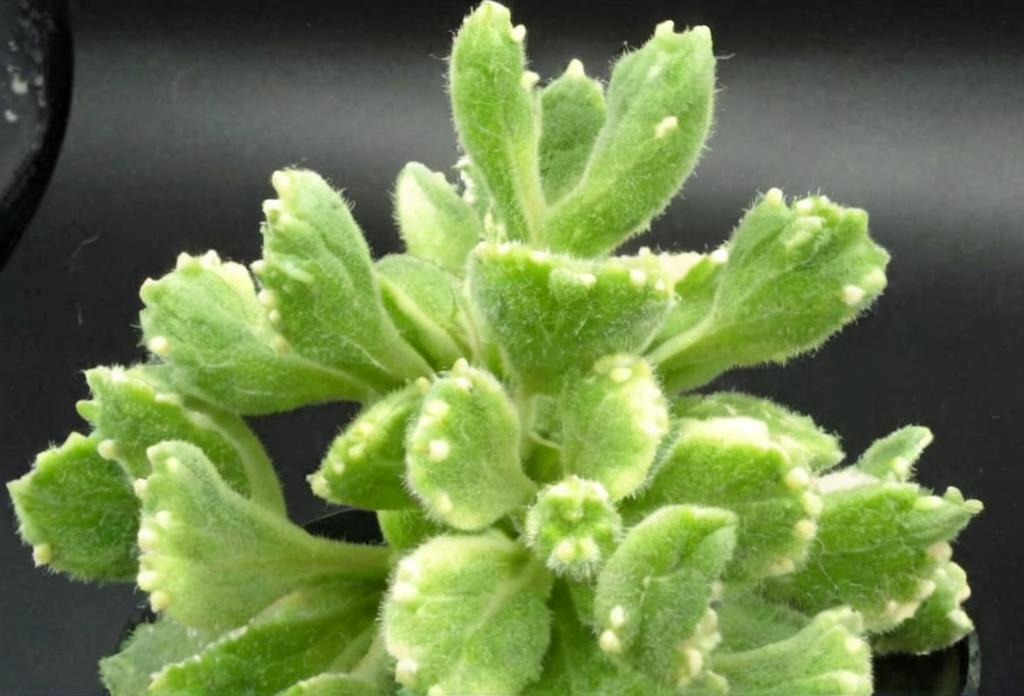 Cotyledon tomentosa variegata: características y cuidados principales
