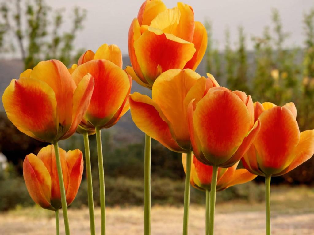 Tulipán Princesa Irene: todo lo que debes saber de él
