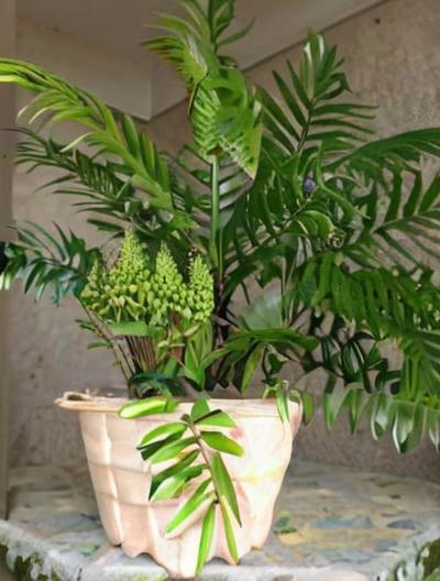 Palmeras: todo sobre estas plantas