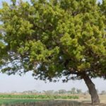 Todos los usos de la planta de Neem que seguro que desconoces Todos los usos de la planta de Neem que seguro que desconoces