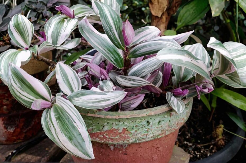 ¿Qué beneficios tiene la tradescantia?
