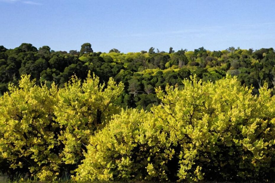 ¿Qué son las plantas forestales?