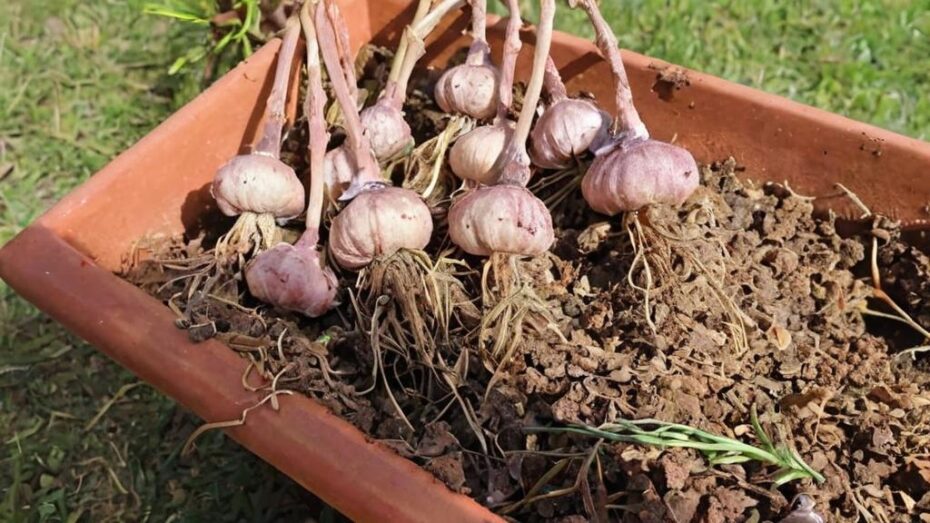7 Superalimentos que puedes plantar en casa fácilmente