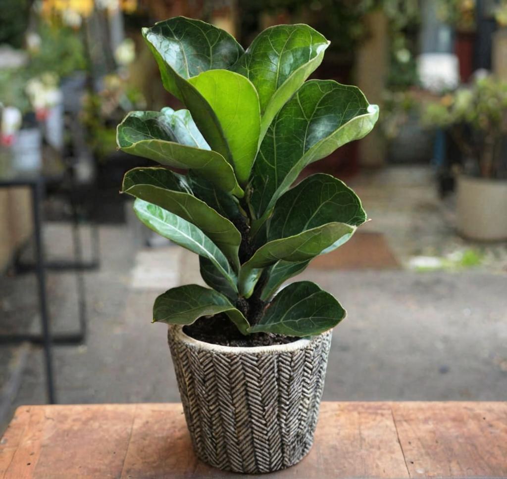 ¿Cómo es el Ficus lyrata bambino?