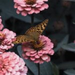 Cómo secar flores con glicerina