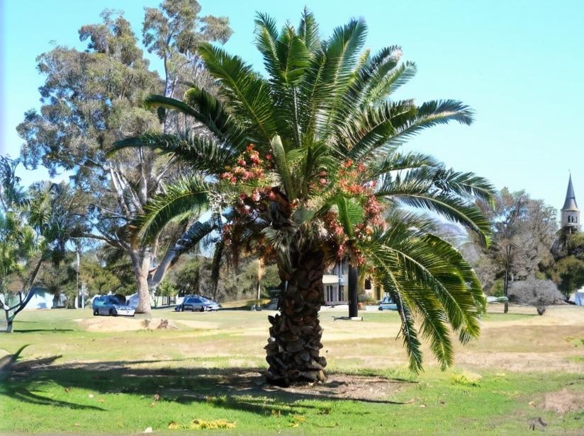 Palmeras: todo sobre estas plantas
