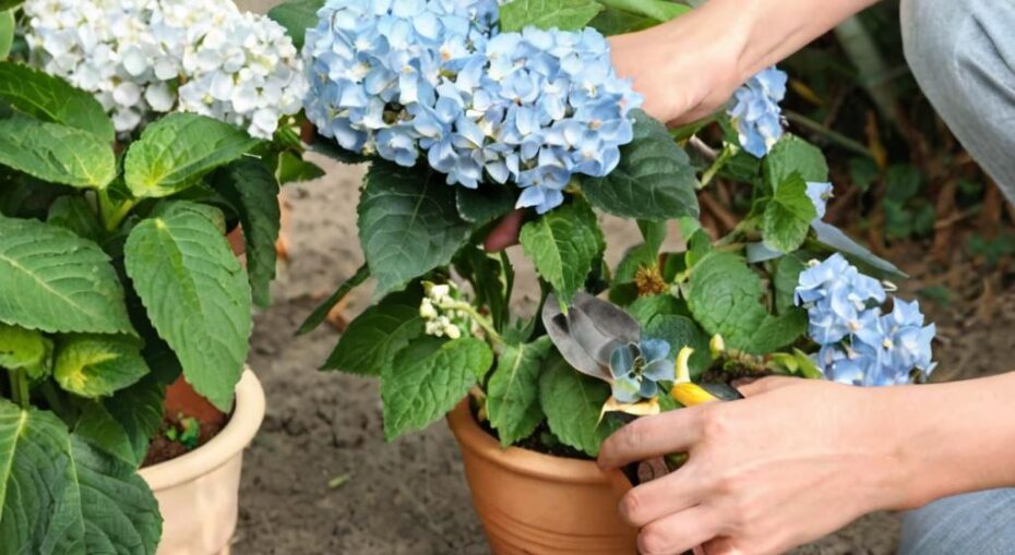 ¿Cuáles son los cuidados de la hortensia en maceta?