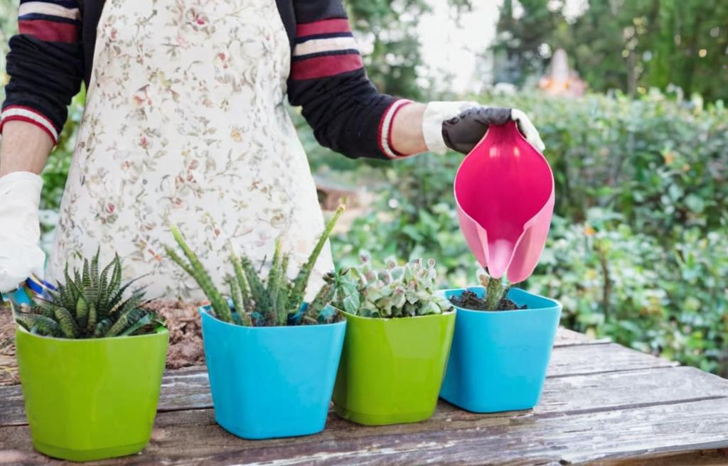 Los 5 errores más comunes al cultivar suculentas y cómo evitarlos